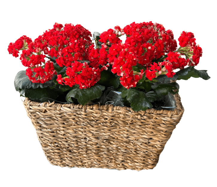 זוג ניצניות צבעוניות בסל