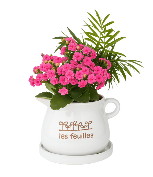 קוקטייל צמחים בקומקום קרמיקה לבן