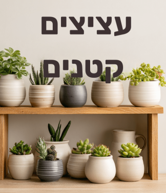 עציצים קטנים