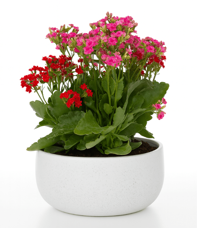 מיקס ניצניות בקערת קרמיקה