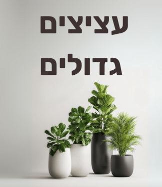 עציצים גדולים