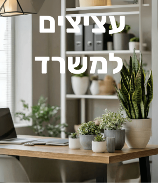 עציצים למשרד