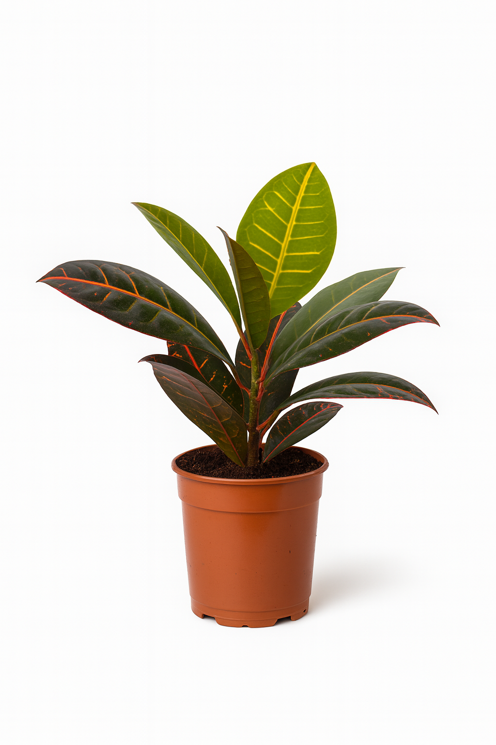 קרוטון | מידה 9"